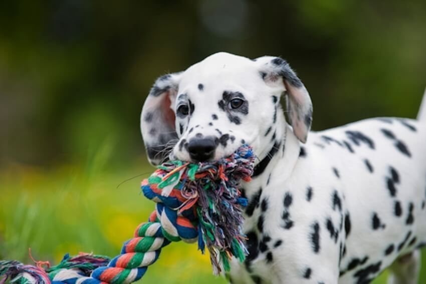 6 of our favorite vegan dog toys