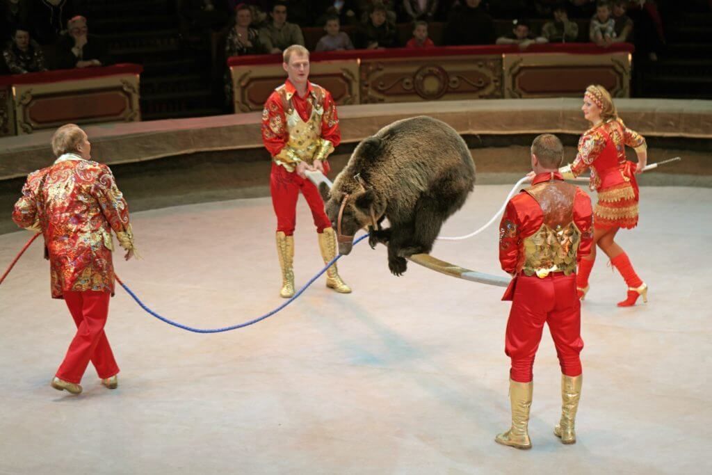 can animal tourism ever be ethical? in Boulder, CO can animal tourism ever be ethical? in Boulder, CO