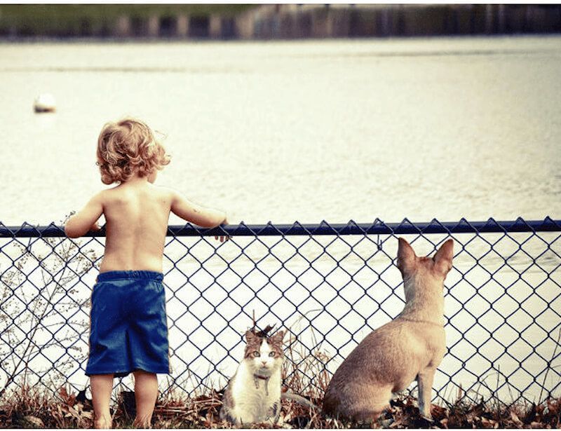 companion animals and a new baby