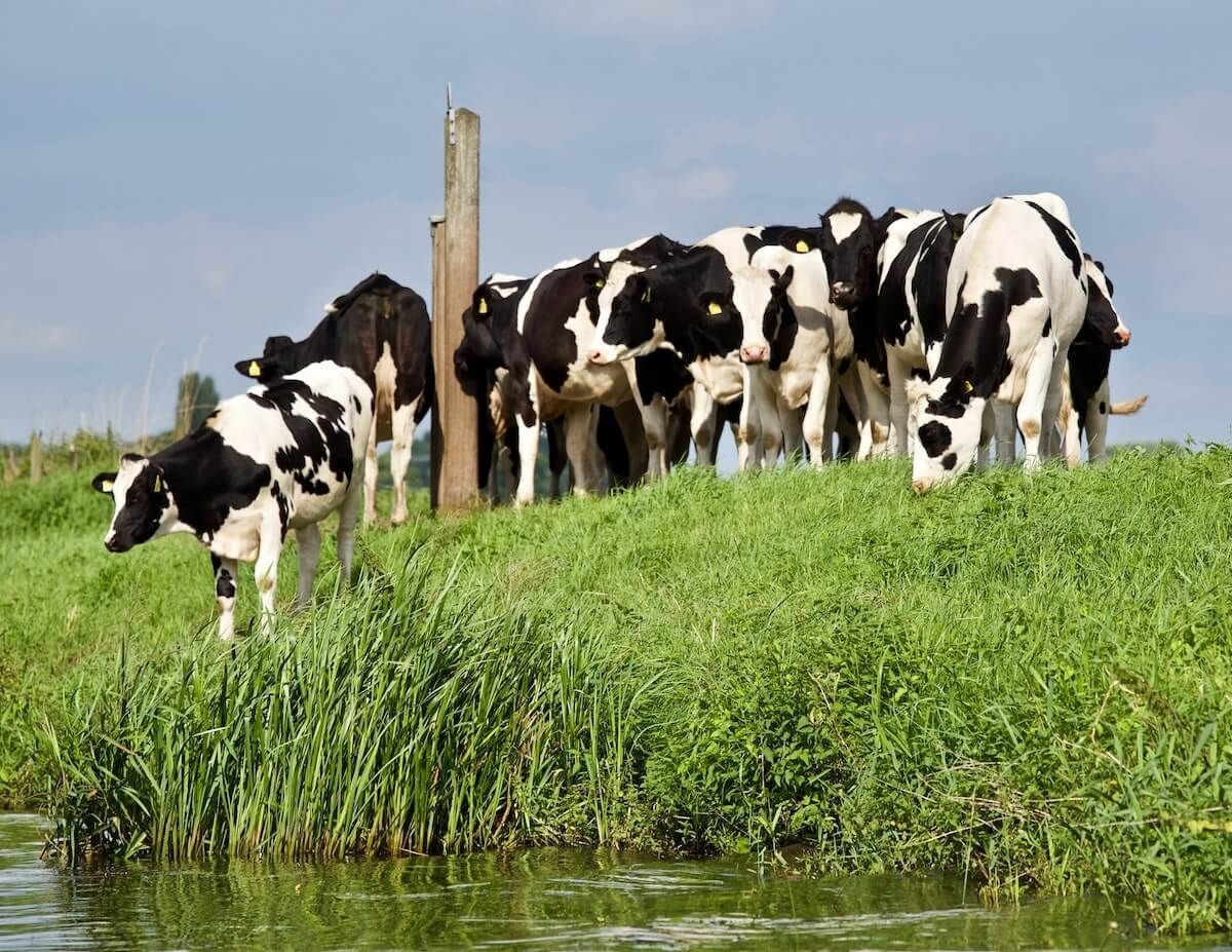 can you spot the difference between a dairy farm and ‘the handmaid’s tale’? in San Diego, CA can you spot the difference between a dairy farm and ‘the handmaid’s tale’? in San Diego, CA