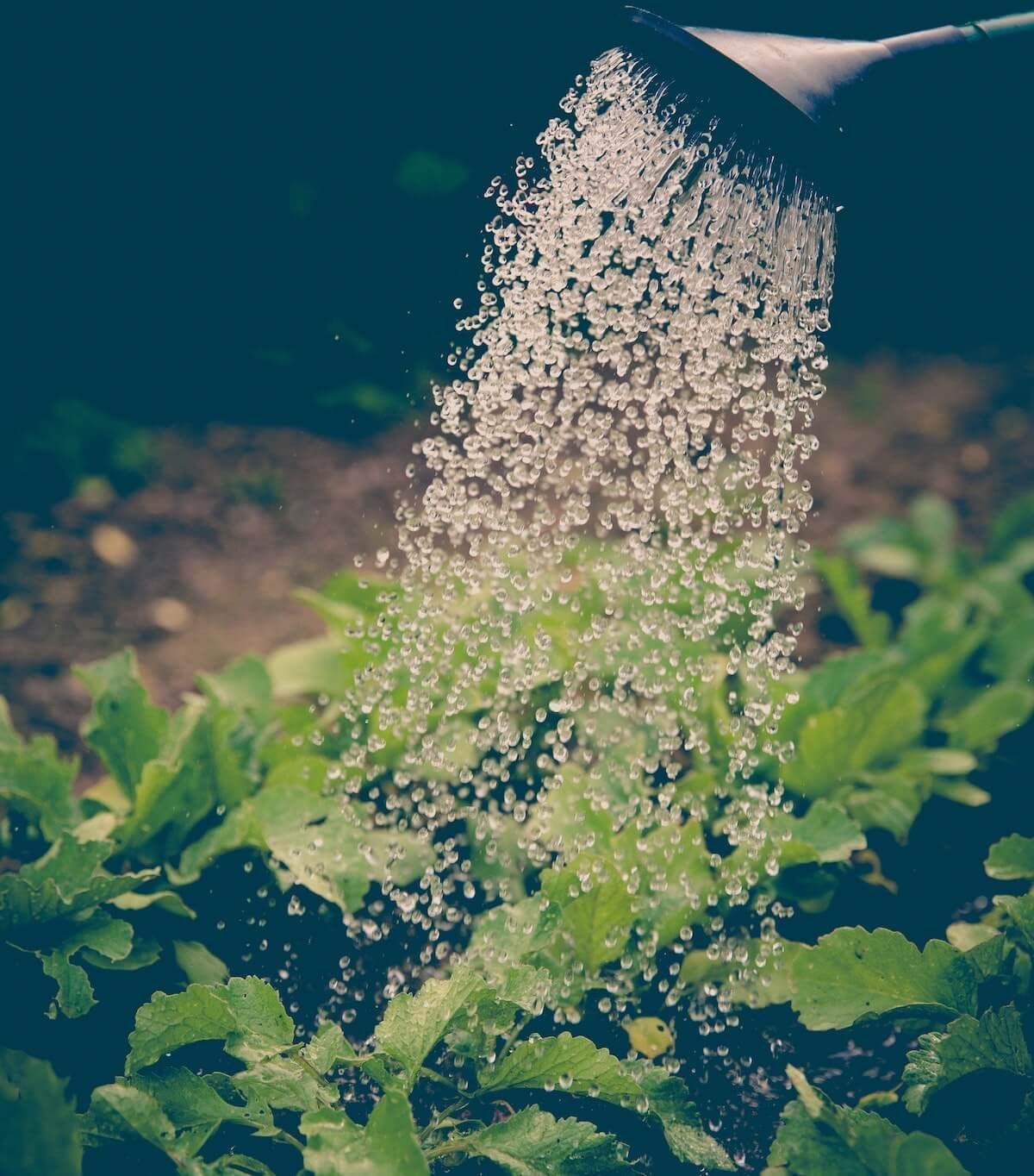 easy gardening as a vegan in Indianapolis, IN easy gardening as a vegan in Indianapolis, IN