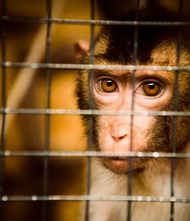 Europeans Lead The Way To Ban Animal Testing Europeans Lead The Way To Ban Animal Testing