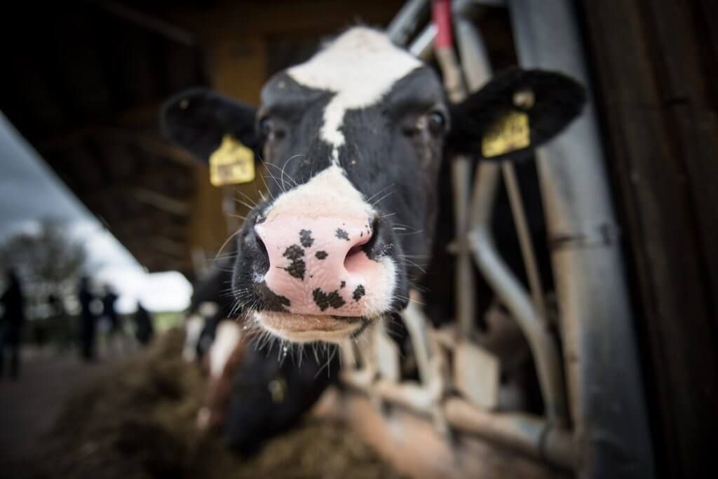 is the dairy industry vanishing? in Dallas, TX is the dairy industry vanishing? in Dallas, TX