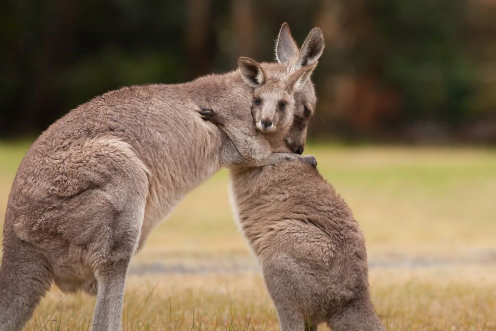 prada announces ban on kangaroo skin