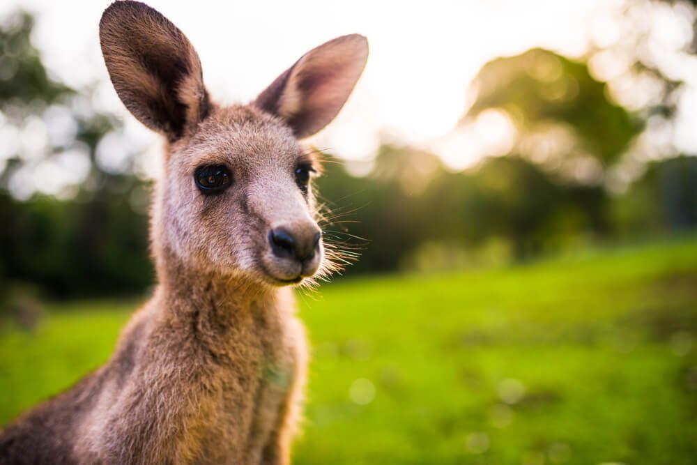 prada announces ban on kangaroo skin in Dallas, TX prada announces ban on kangaroo skin in Dallas, TX