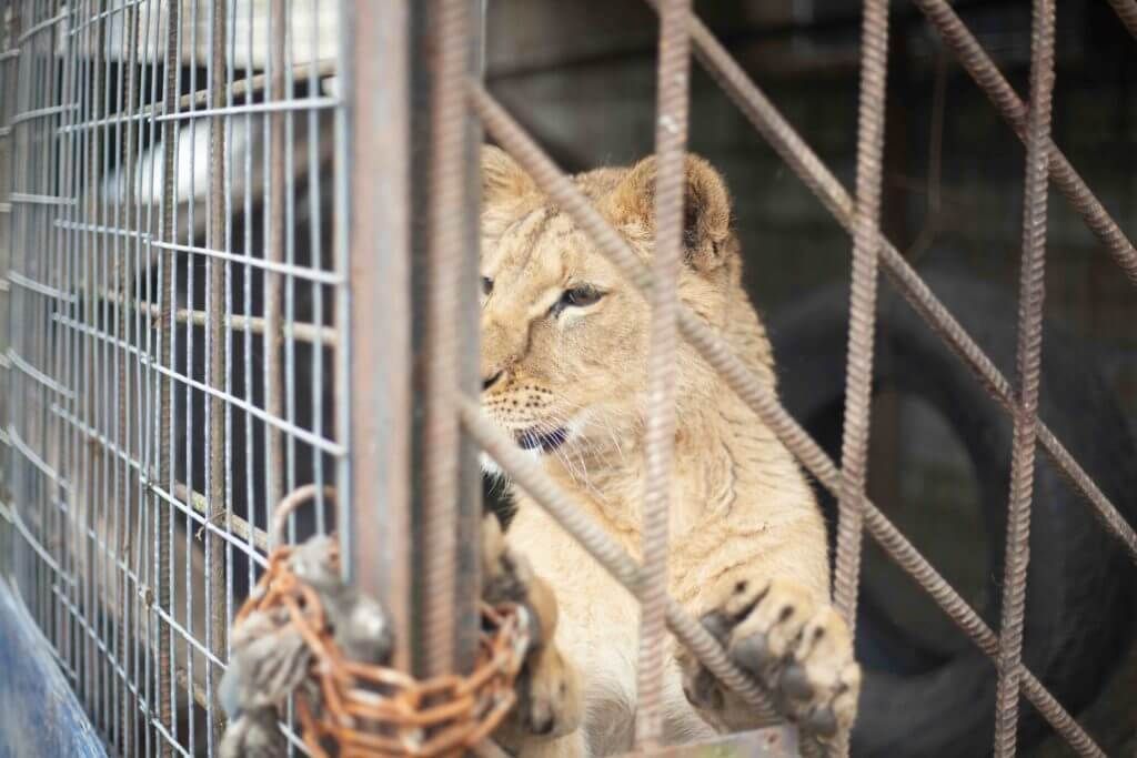 can animal tourism ever be ethical? in Honolulu, HI can animal tourism ever be ethical? in Honolulu, HI