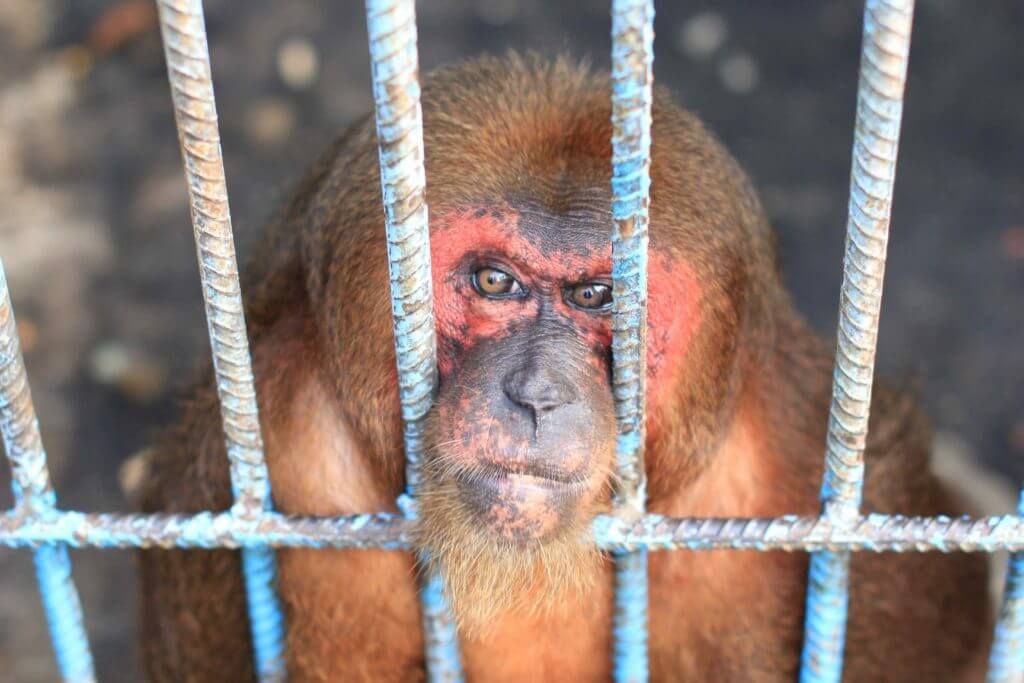 can animal tourism ever be ethical? in Providence, RI can animal tourism ever be ethical? in Providence, RI