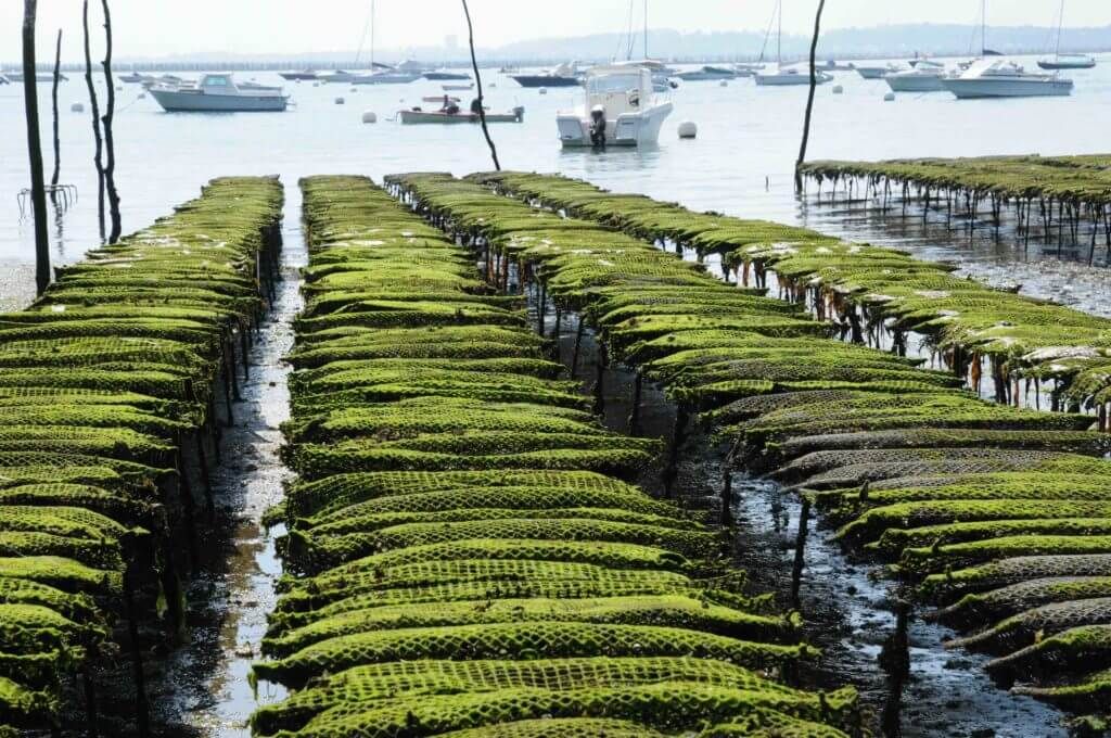 are oysters vegan? — bivalves and the vegan diet in Denver, CO