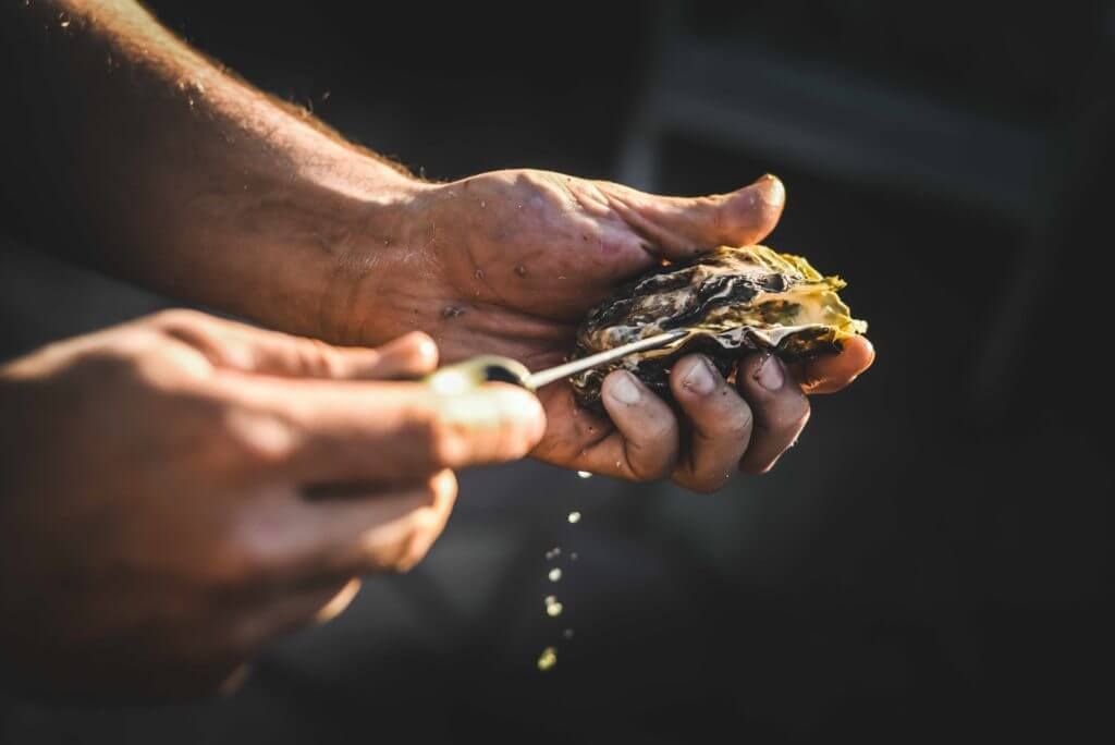 are oysters vegan? — bivalves and the vegan diet in Charlotte, NC