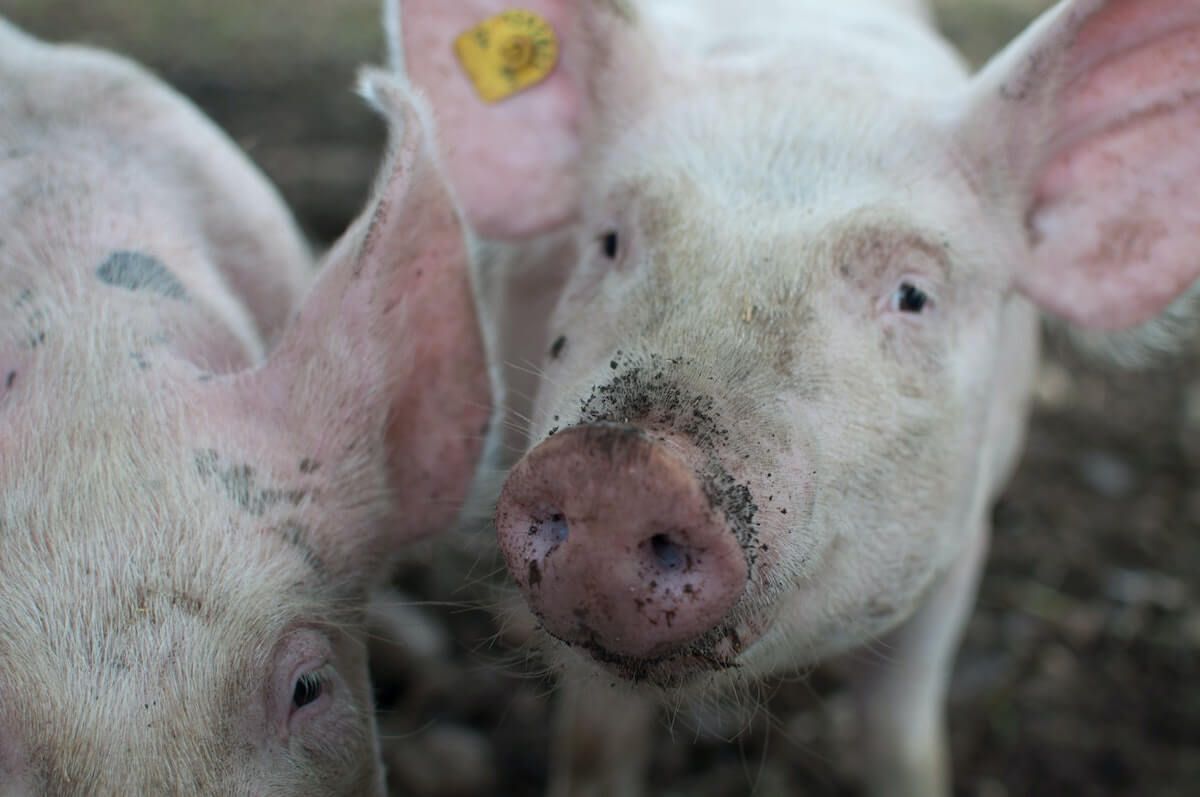pig slaughter returning to school as ‘educational’ in San Antonio, TX pig slaughter returning to school as ‘educational’ in San Antonio, TX