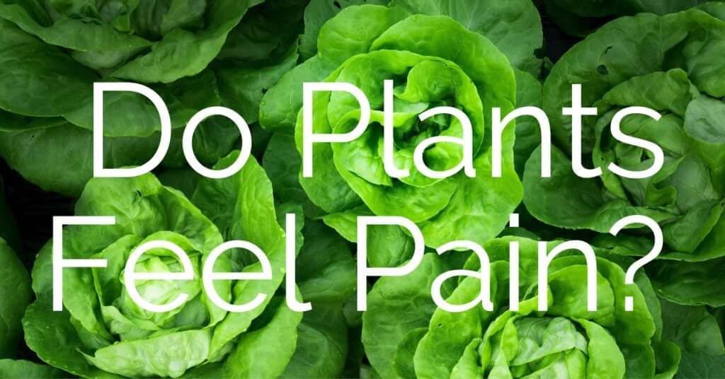 do plants feel pain? in Tampa, FL
