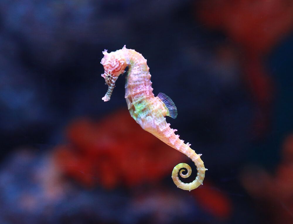the sad massacre of seahorses of which nobody speaks about