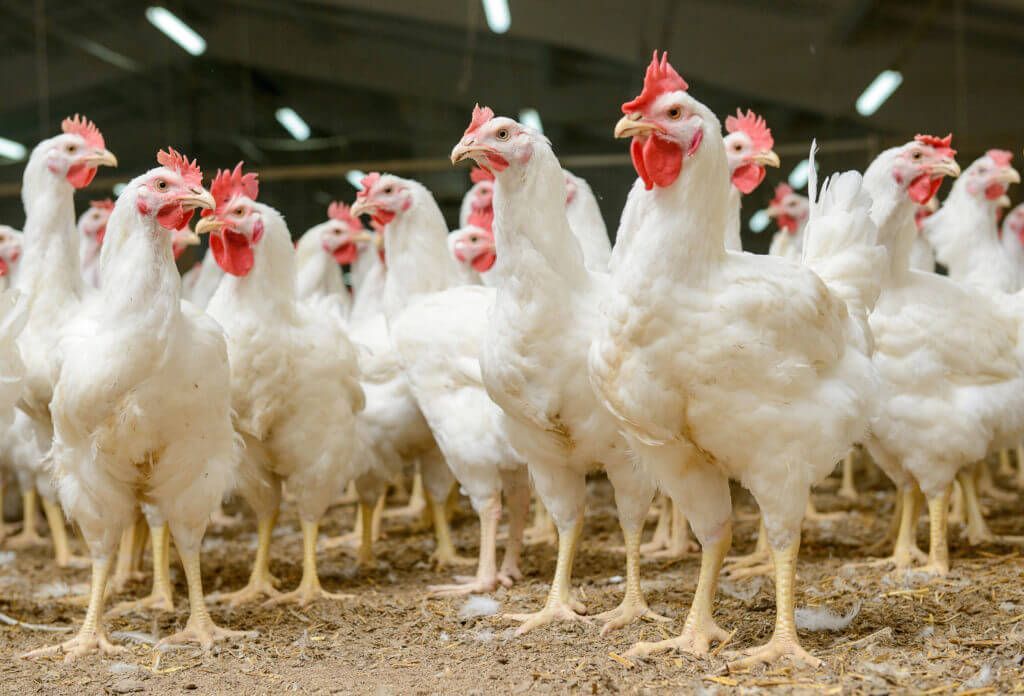 Uk’s Largest Egg Producer Goes Cage Free Uk’s Largest Egg Producer Goes Cage Free