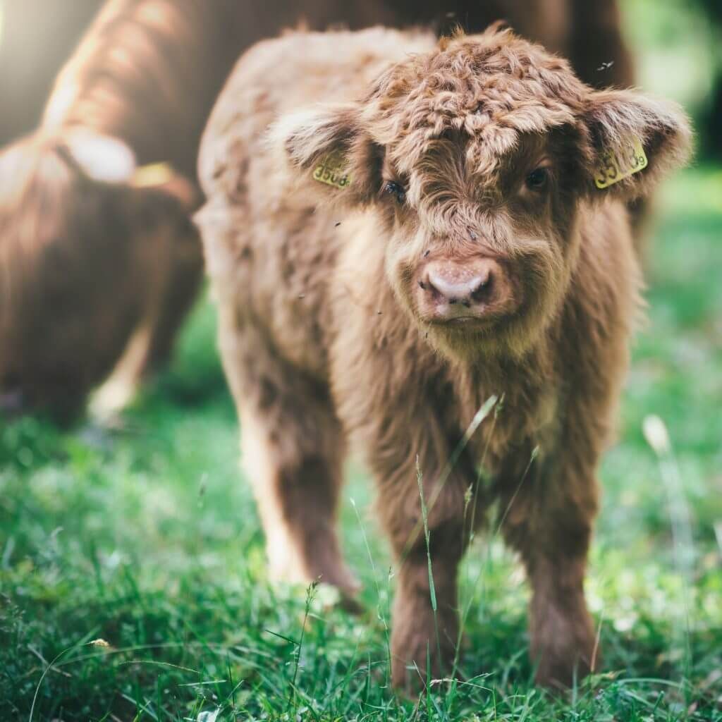 us food regulators fighting over who gets to regulate cell-cultured meat in Louisville, KY us food regulators fighting over who gets to regulate cell-cultured meat in Louisville, KY