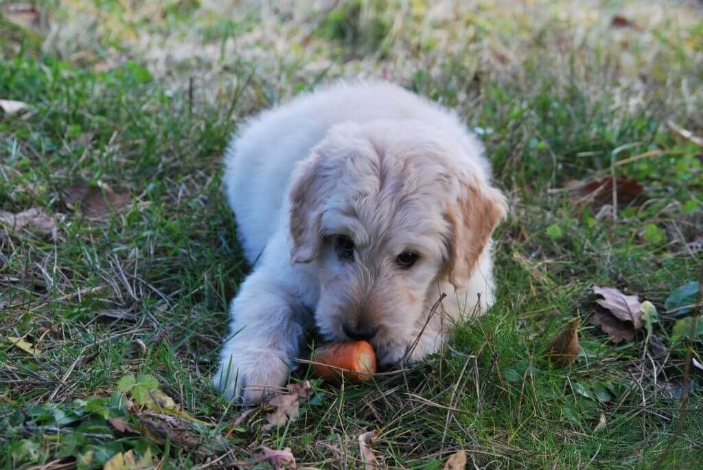 can dogs be vegan? or going too far? in Atlanta, GA
