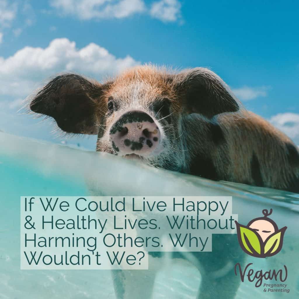 vegan plant-based herbivore- what’s the difference? in Charlotte, NC vegan plant-based herbivore- what’s the difference? in Charlotte, NC