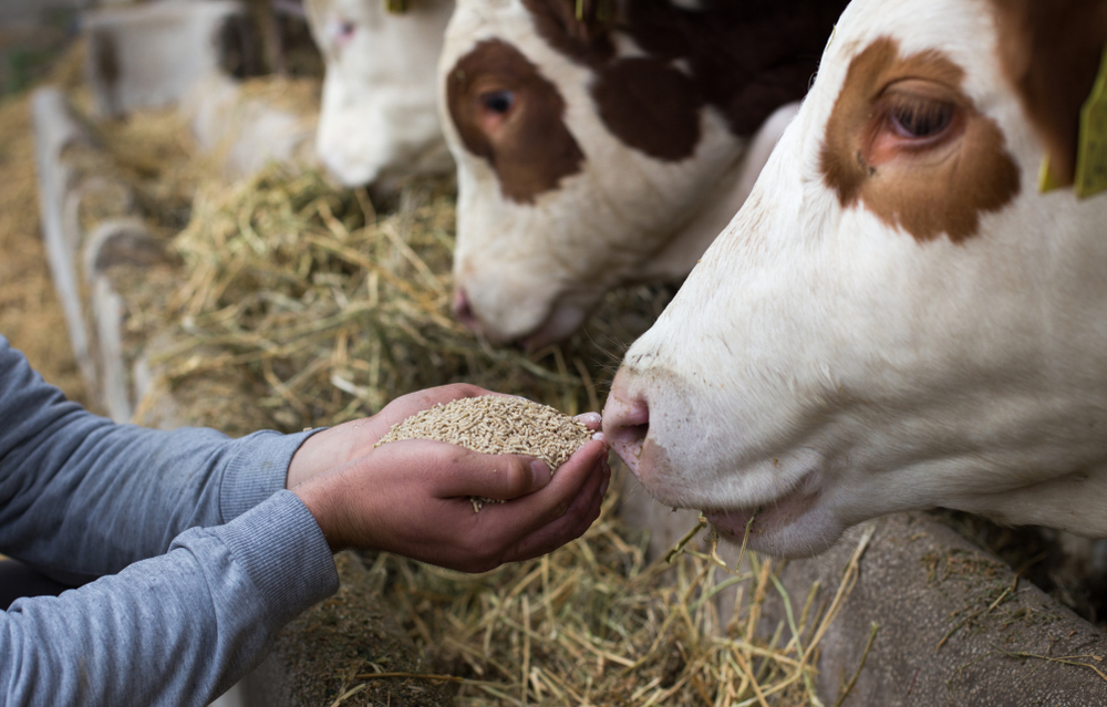 New York, NY New York, NY
