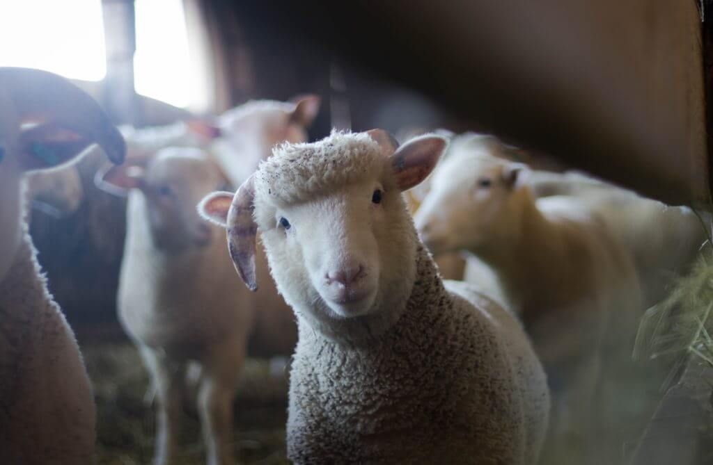 your local animal rescue needs you!